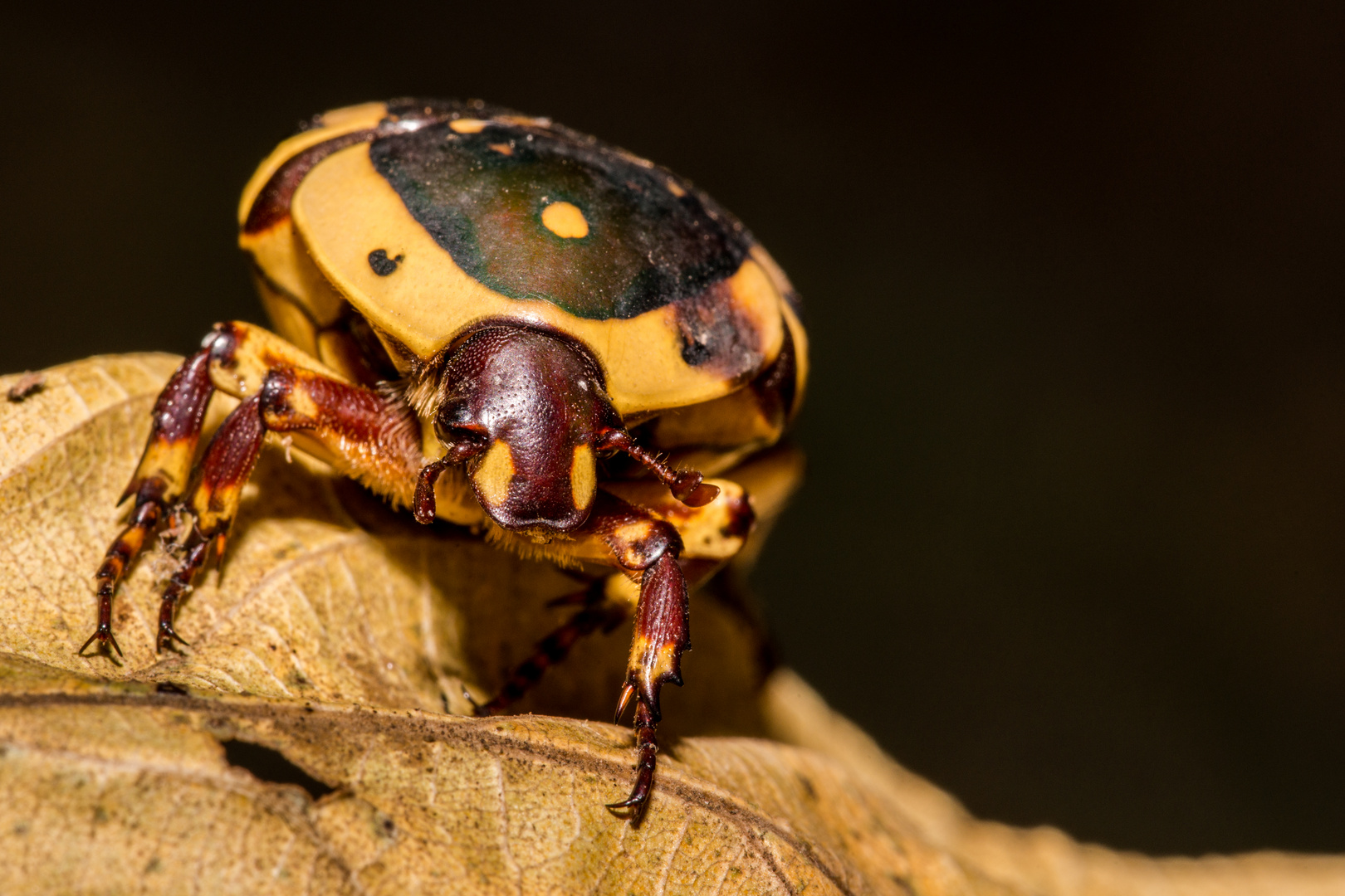 Fruit Chafers