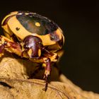 Fruit Chafers