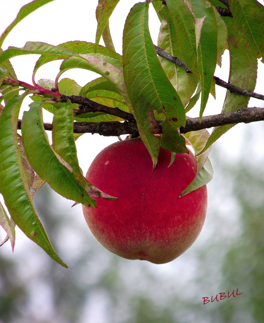 FRUIT DE L ETE