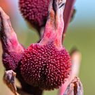 Fruit de la fleur de canna 