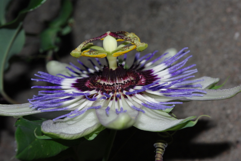 fruit de la passion photo et image fleurs, nature Images fruit de la passion photo et image fleurs, nature Images