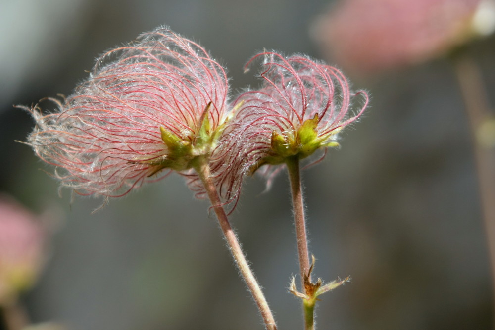 fruit de l'anemone pulsatille