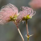 fruit de l'anemone pulsatille