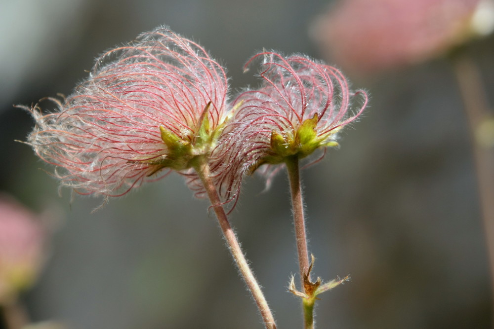 fruit de l'anemone pulsatille photo et image | macro nature, macro fleurs,  nature Images fotocommunity