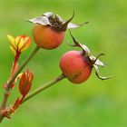 ... fruit de l´églantier !!!...