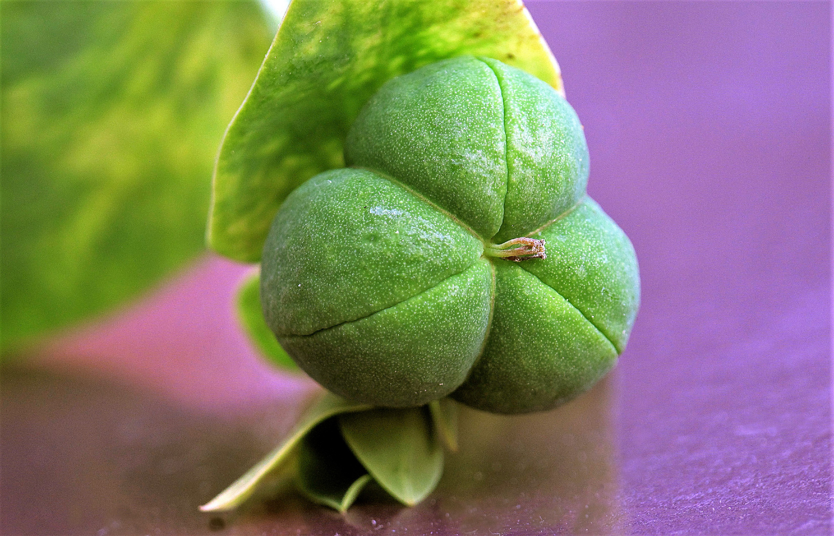 Fruit de l'euphorbe épurge