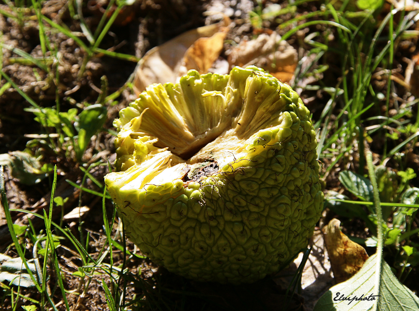 fruit de l'oranger des osages ouvert