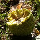 fruit de l'oranger des osages ouvert