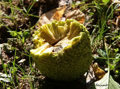 fruit de l'oranger des osages ouvert