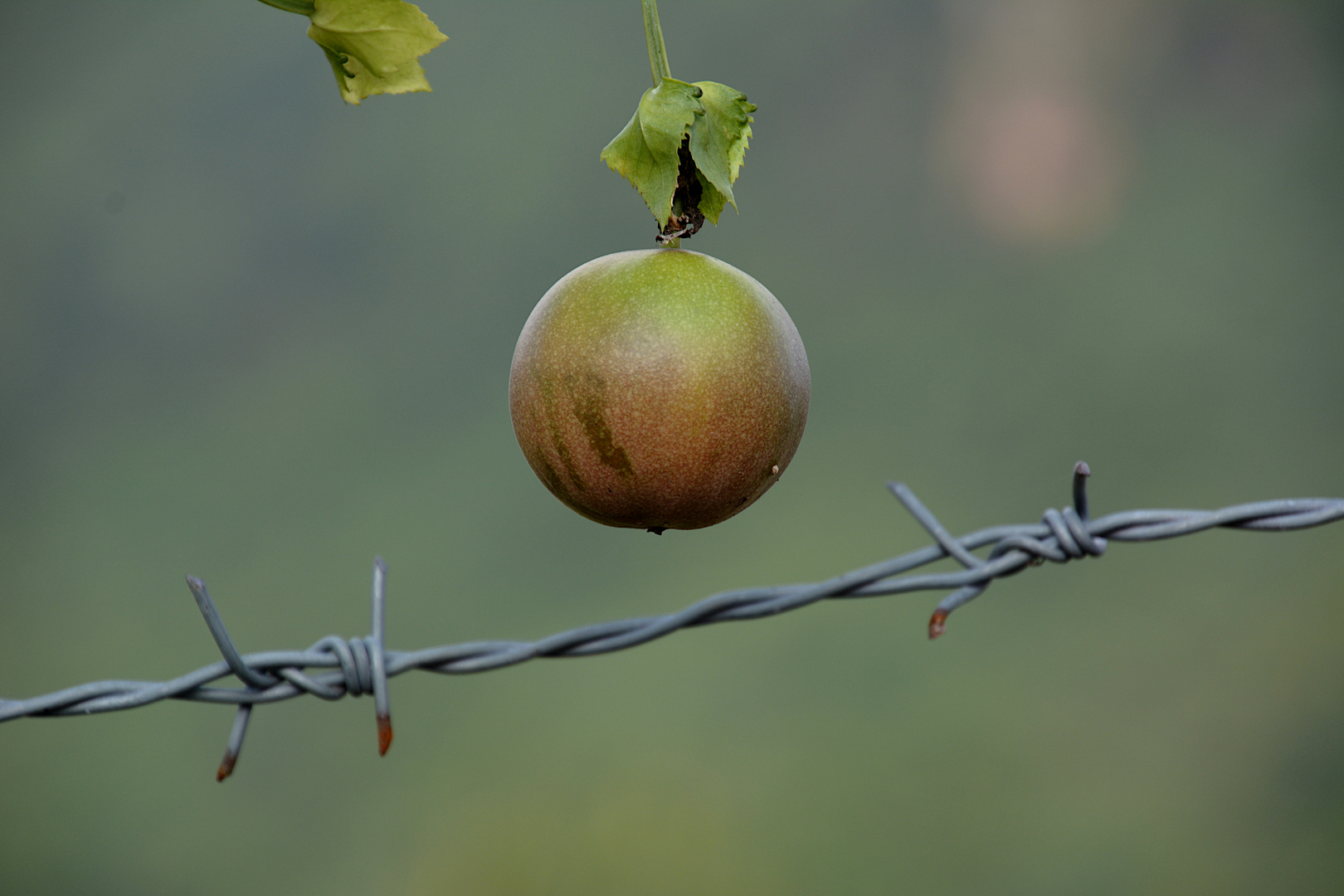 Fruit défendu