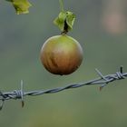 Fruit défendu