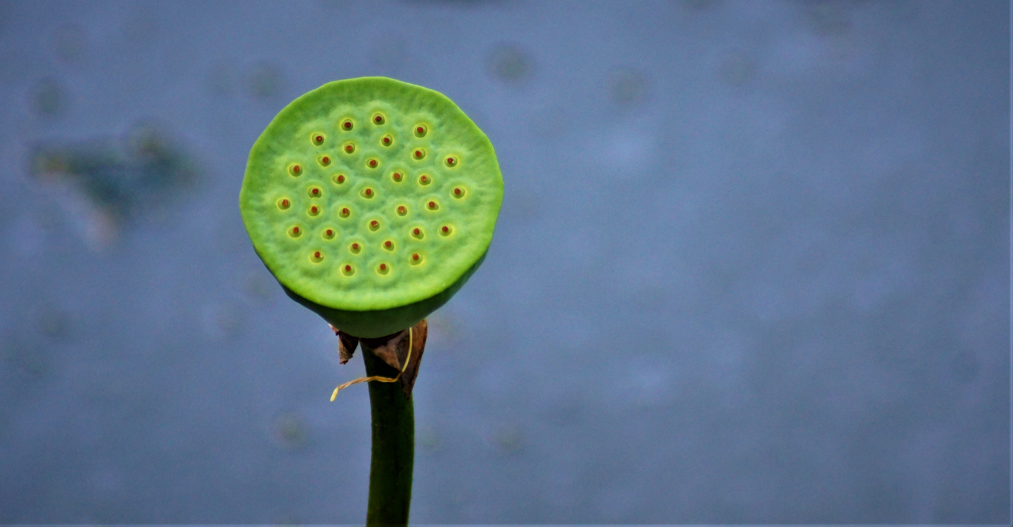 fruit du Lotus 