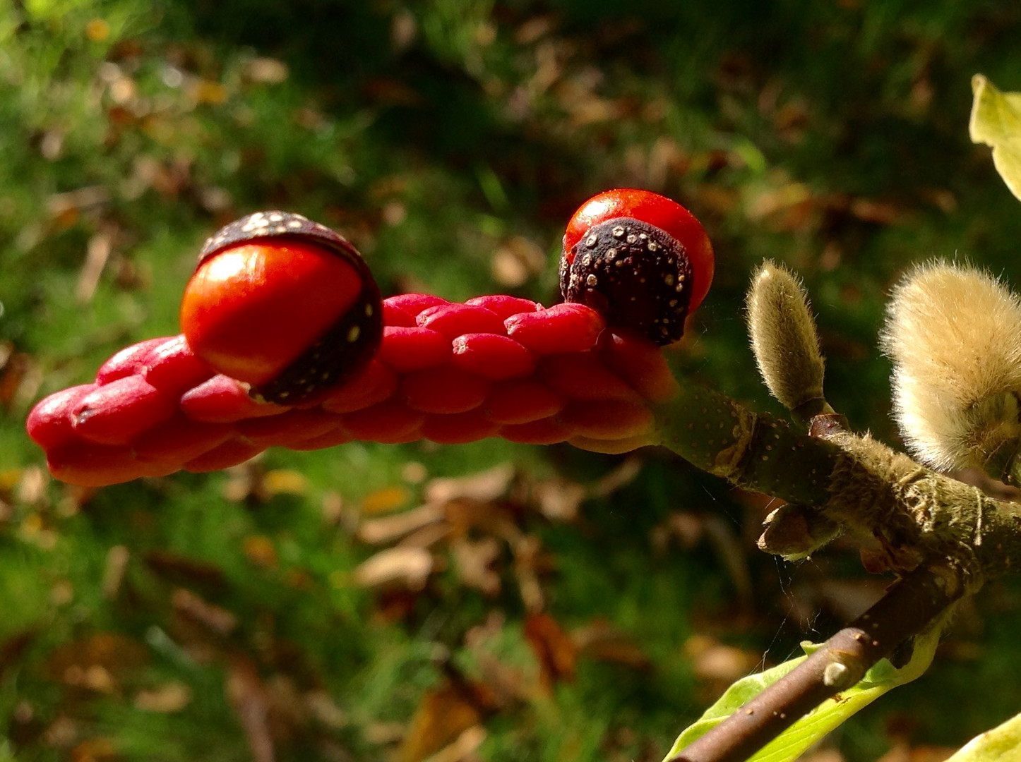 Fruit du Magnolia