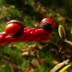 Fruit du Magnolia