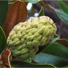 Fruit du magnolia à grandes fleurs