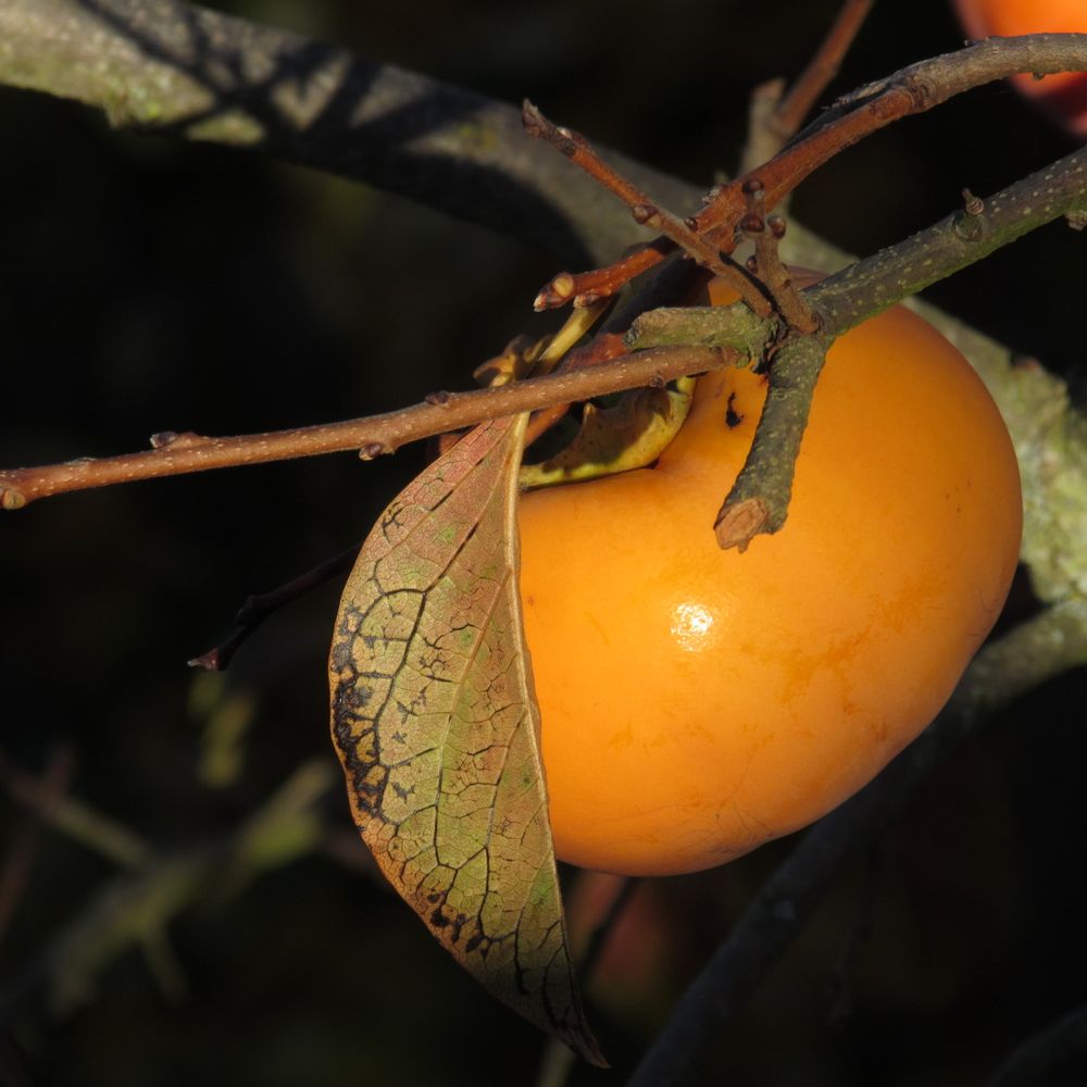 ...Fruit du plaqueminier (kaki)...