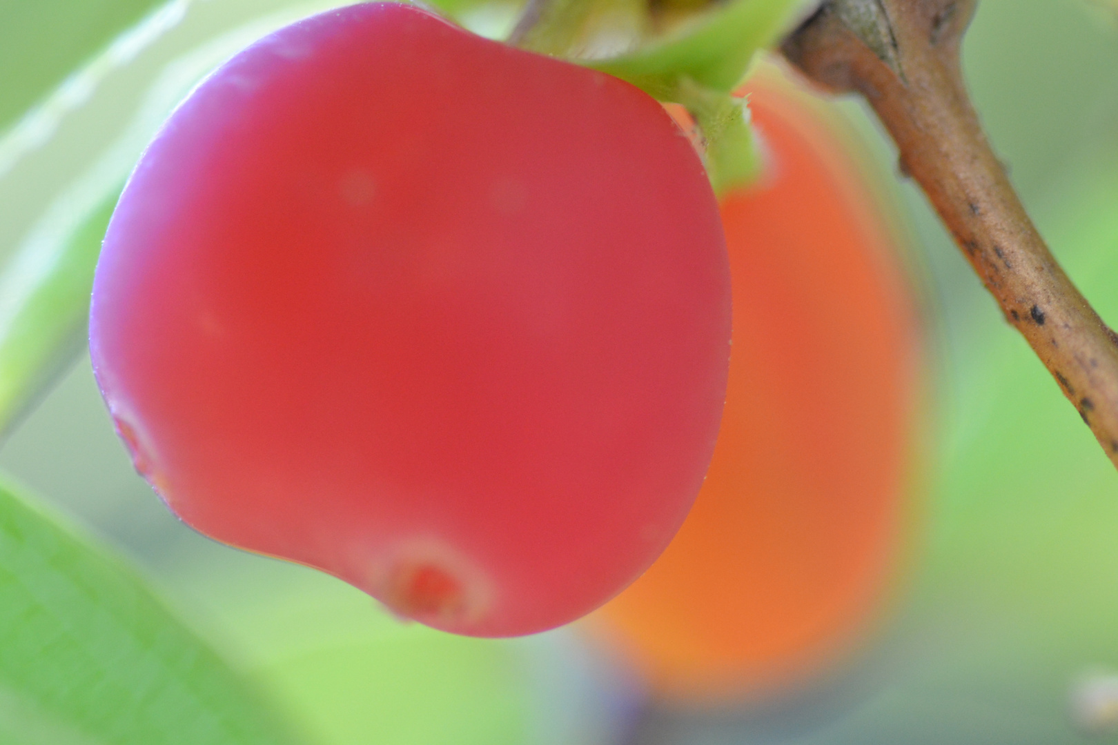 Fruit d'un Arbre