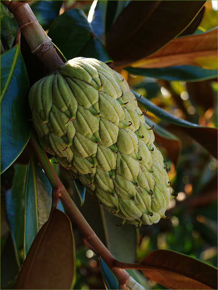 Fruit d’un magnolia - Frucht von einer Magnolie