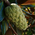 Fruit d’un magnolia - Frucht von einer Magnolie