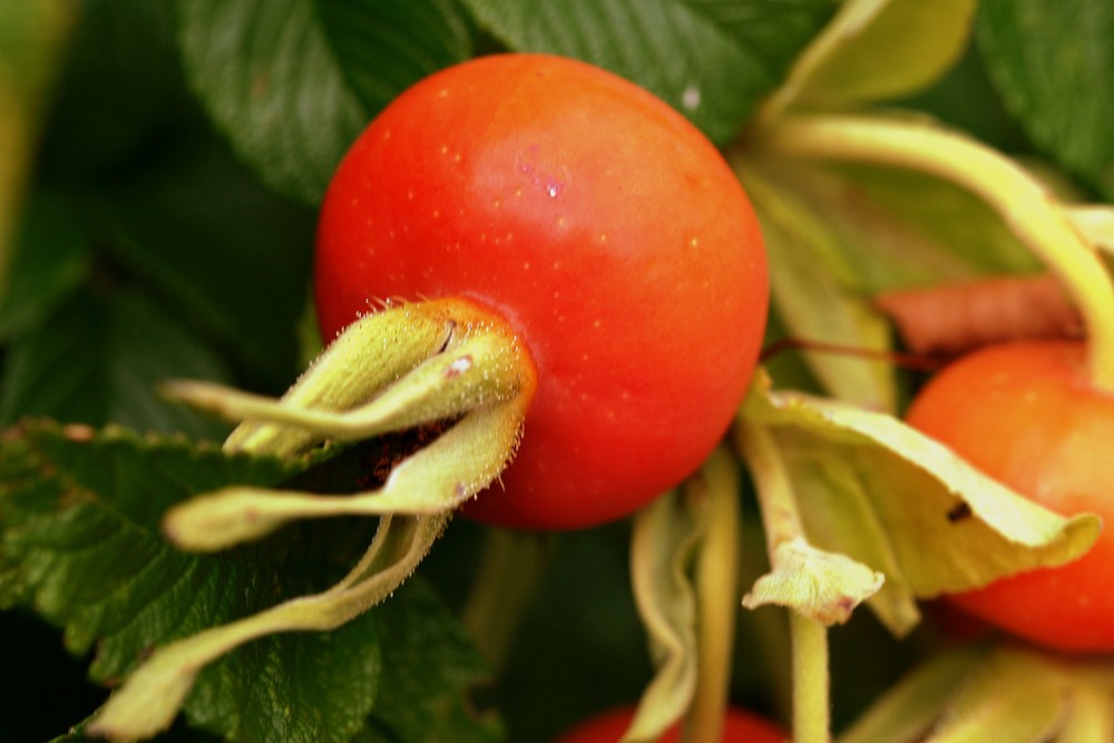 fruit et santé