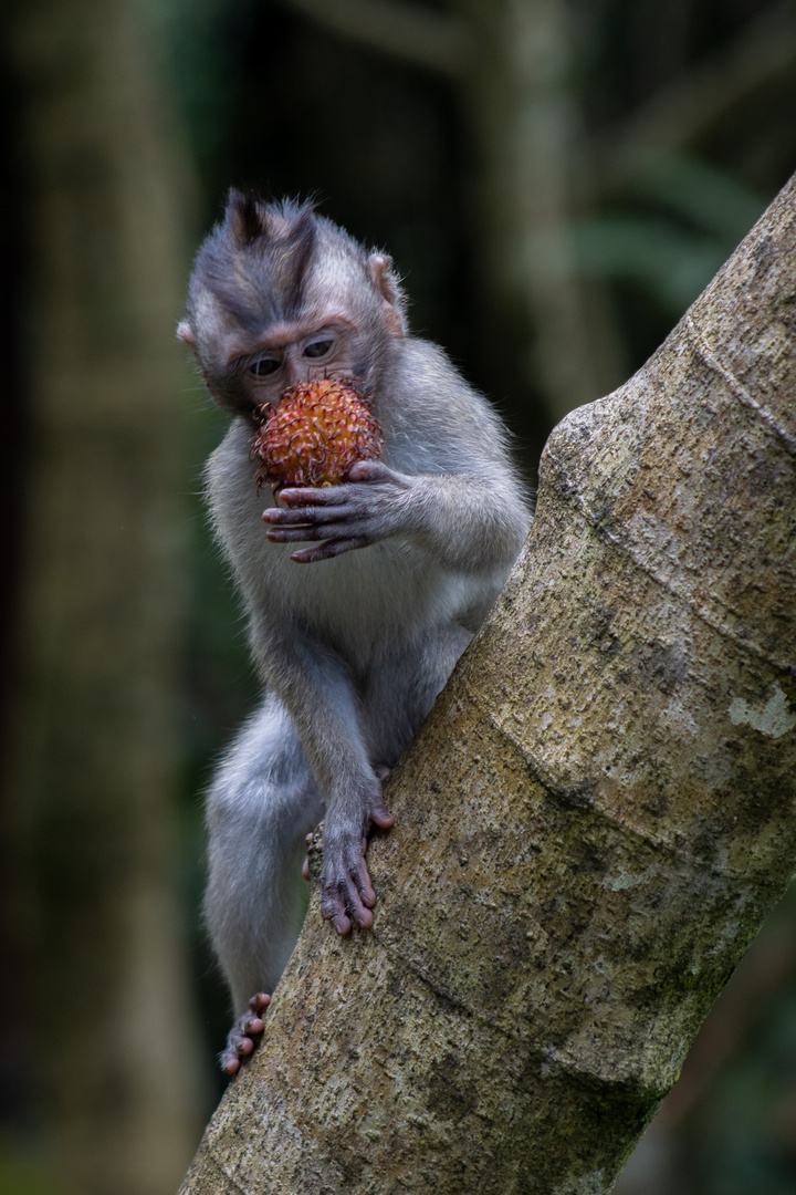 Fruit for Lunch