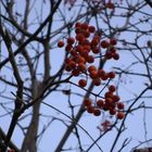 fruit in winter