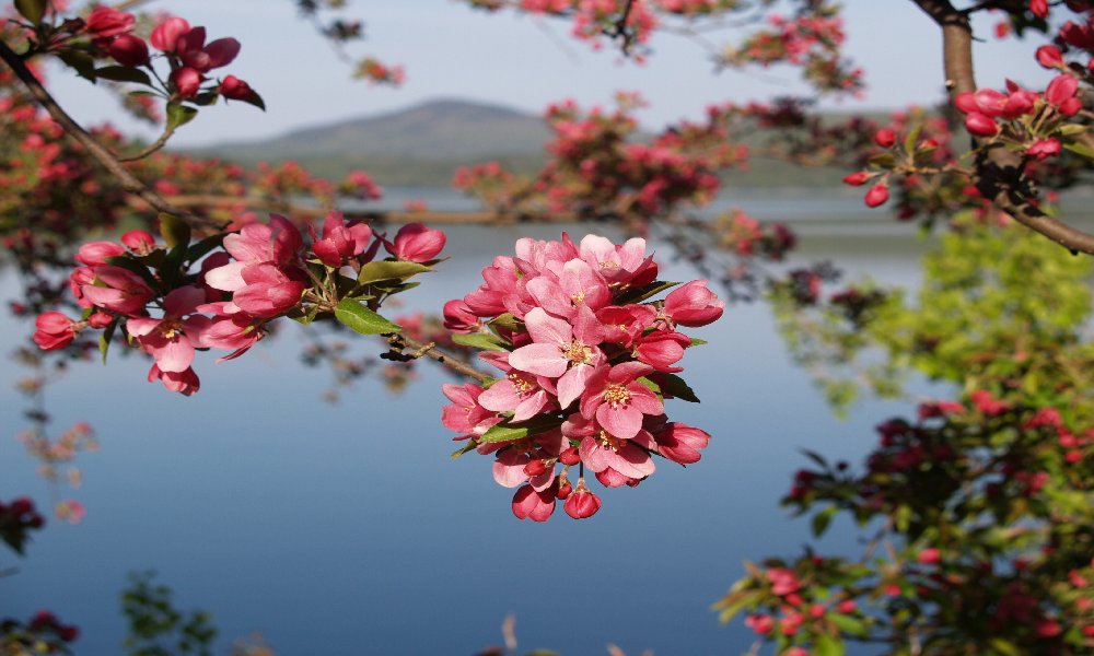 Fruit Tree in Bloom