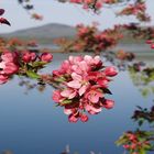 Fruit Tree in Bloom