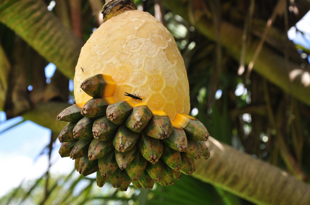 fruit,  Vacoa baum wie unten beschrieben