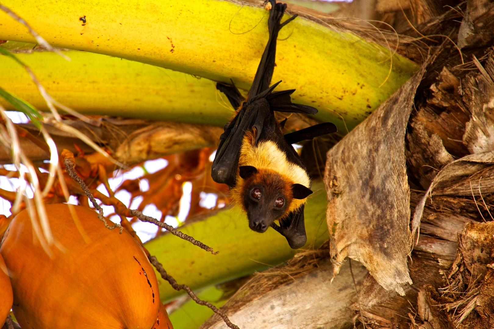 Fruitbat