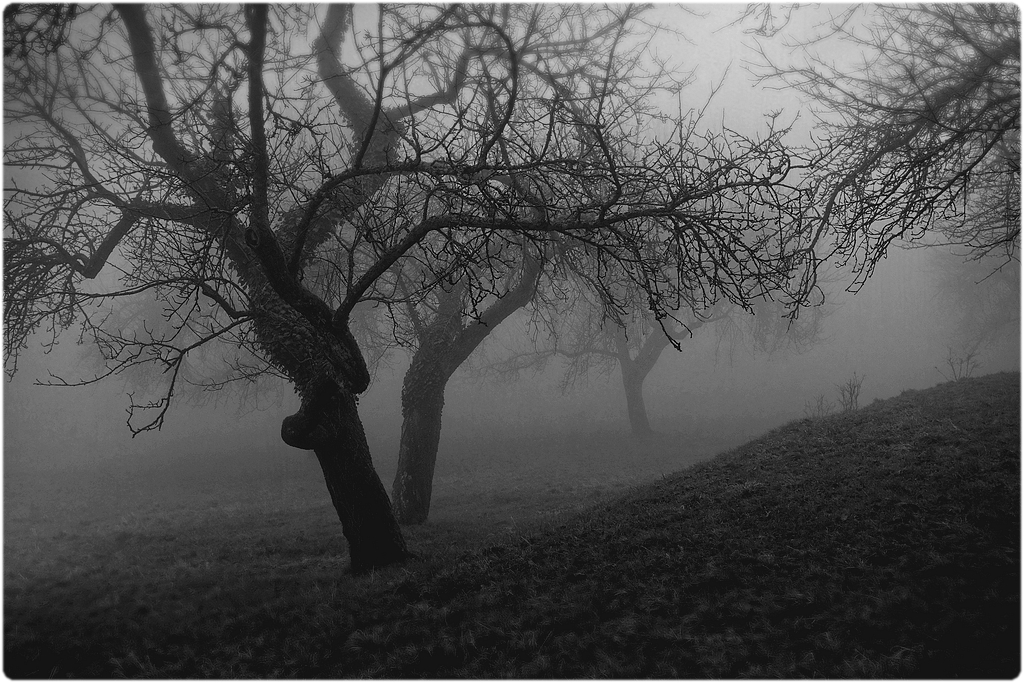 Fruitiers noyés dans la brume.