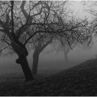 Fruitiers noyés dans la brume.