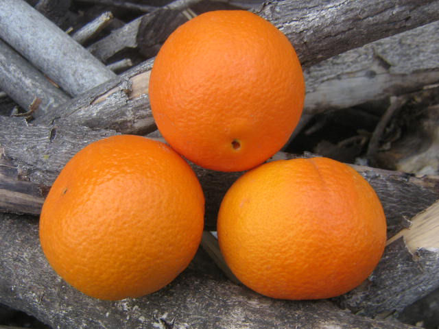 Fruits