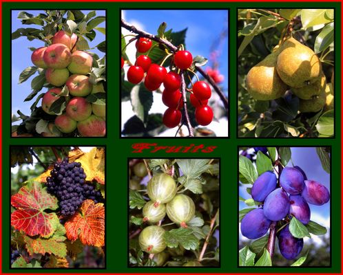 Fruits