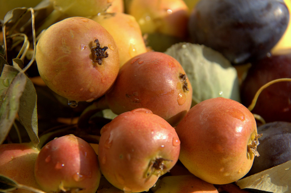 fruits and colours