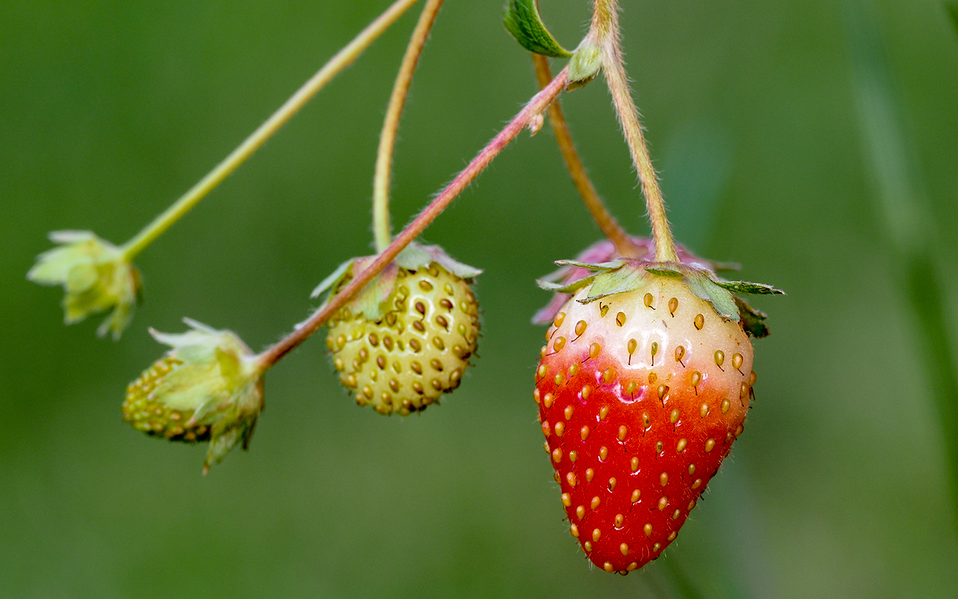 fruits