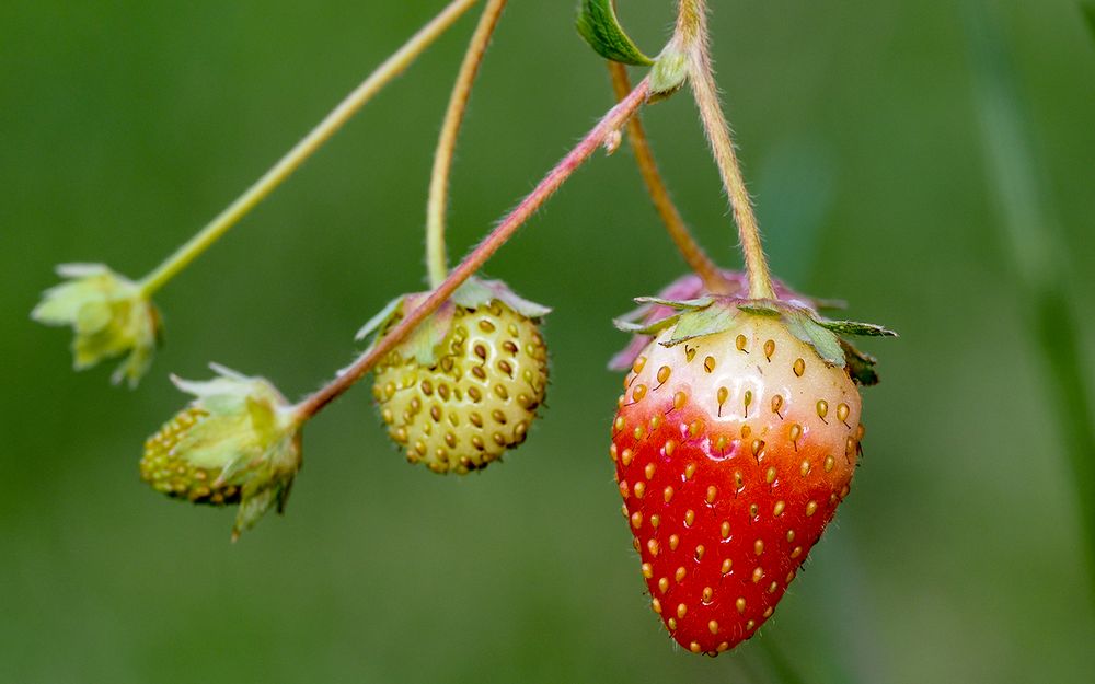 fruits