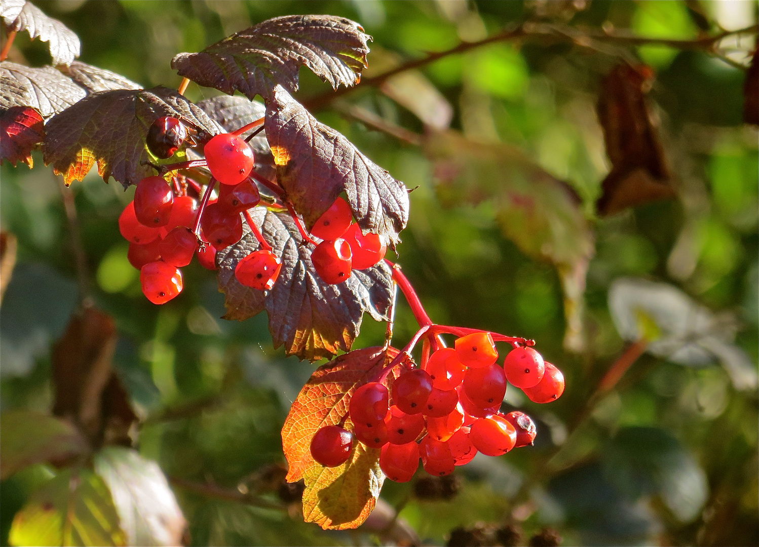 ...fruits d´automne !!!..