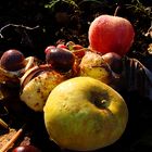 Fruits d'automne