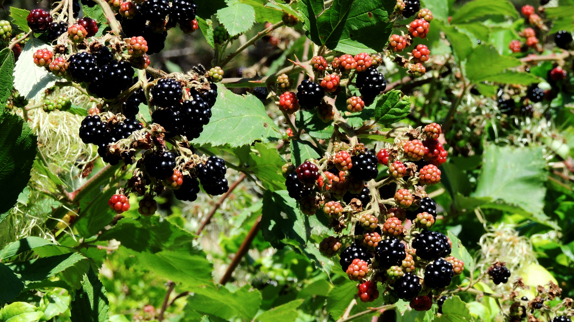 Fruits de Fin d'Eté  -  Sommerend früchte