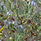 FRUITS DE PROVENCE - Ausgangsfoto