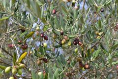 FRUITS DE PROVENCE - Ausgangsfoto