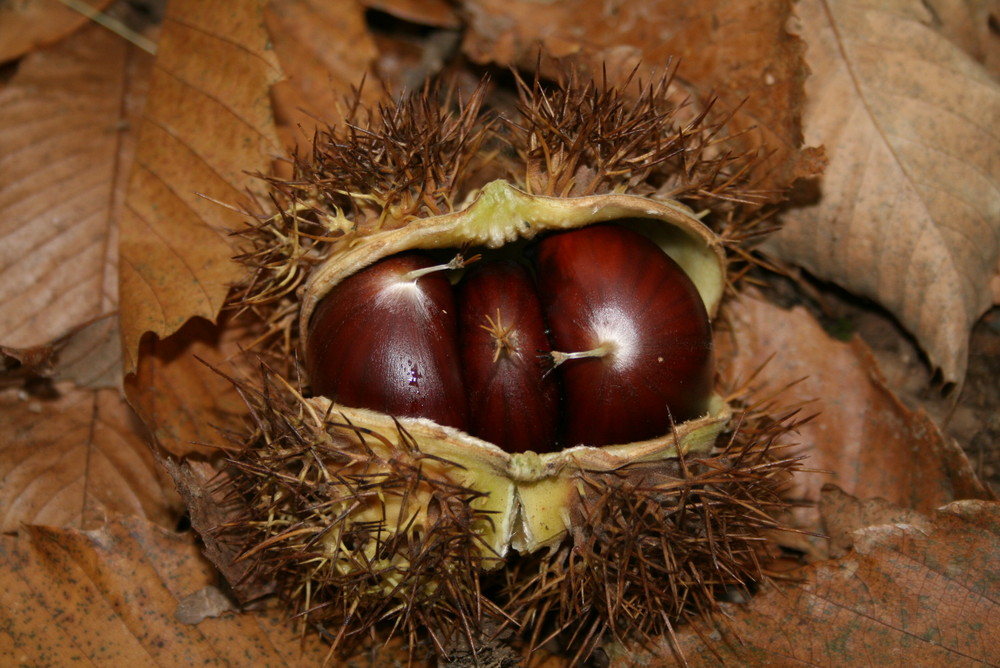 fruits de saison