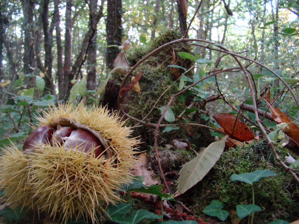 Fruits de saison von moufi 