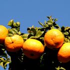 Fruits de saison à Menton