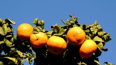 Fruits de saison à Menton