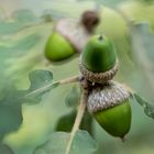 Fruits de saison 