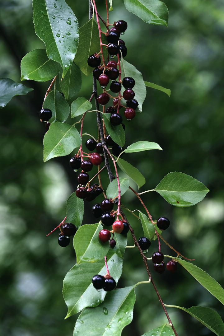 fruits défendus 