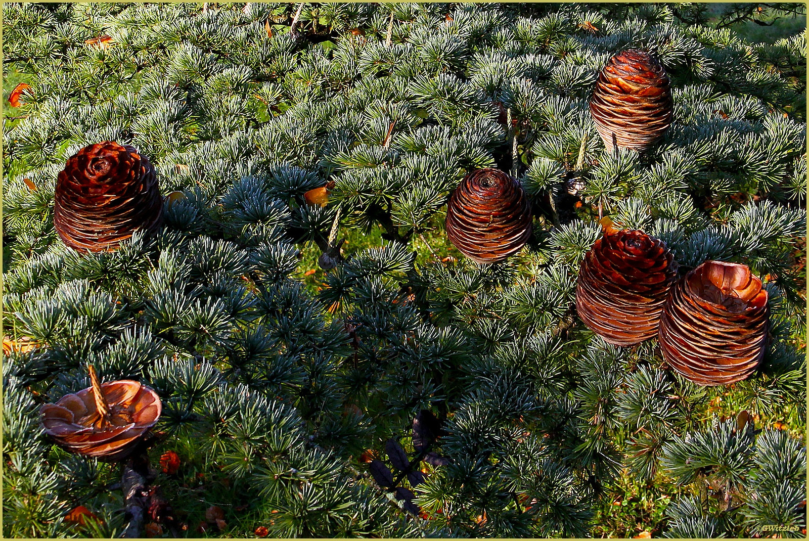 Fruits des bois