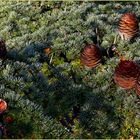 Fruits des bois